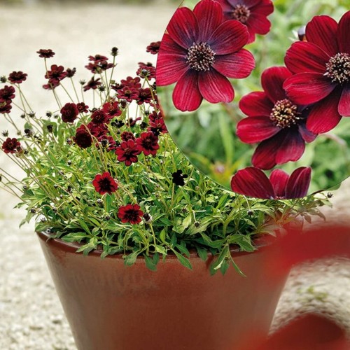 Cosmos atrosanguineus 'Chocamocha' - Ruske kosmos 'Chocamocha' 